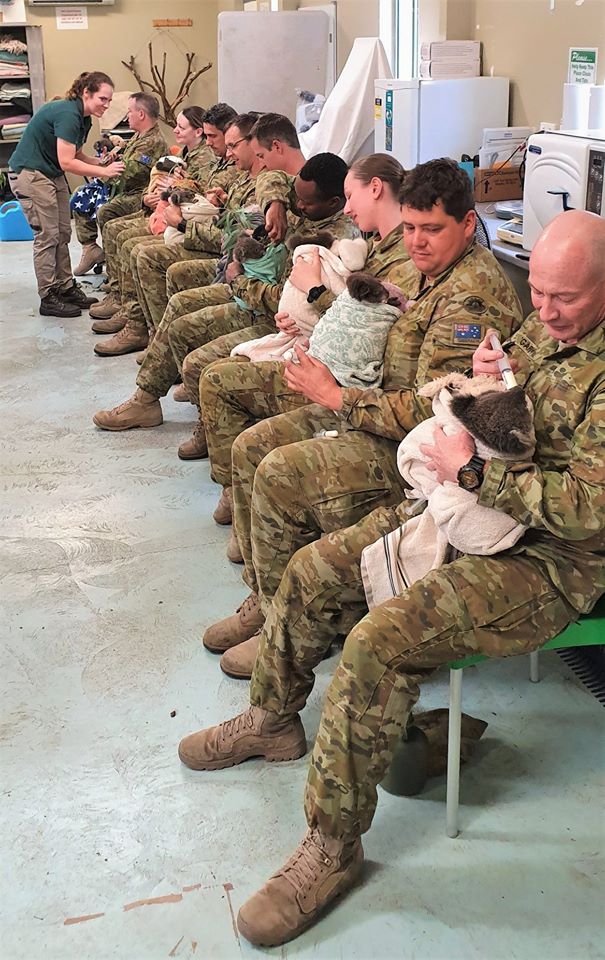 australian army helping koalas
