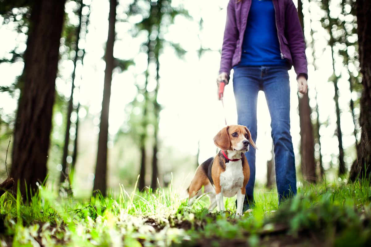 PETA&rsquo;s president says you&rsquo;re walking your dog wrong