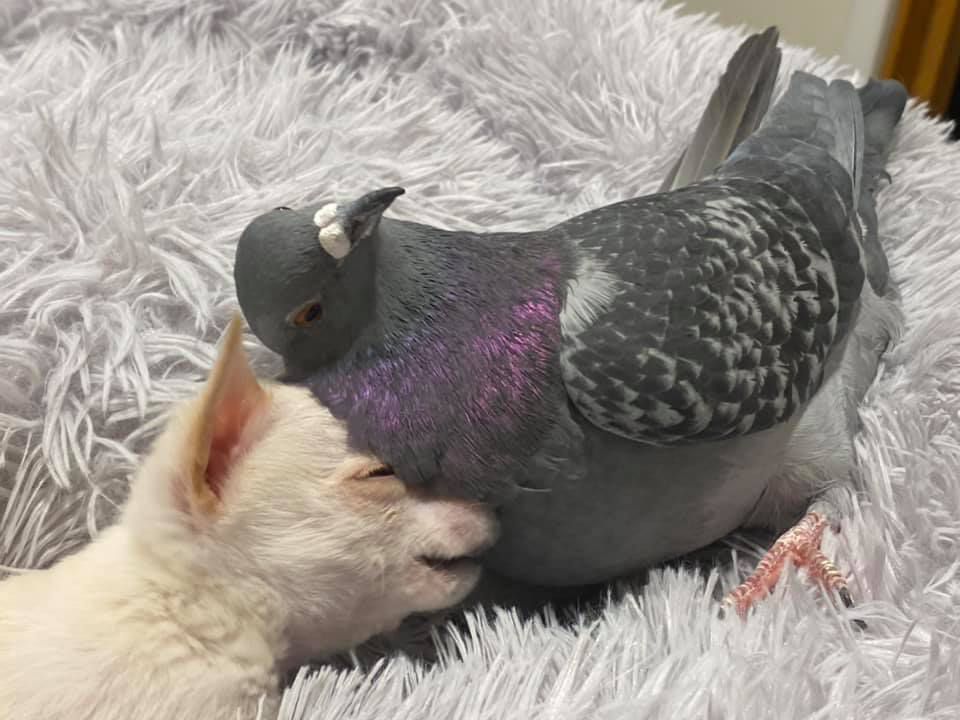 Pigeon and chihuahua puppy become friends