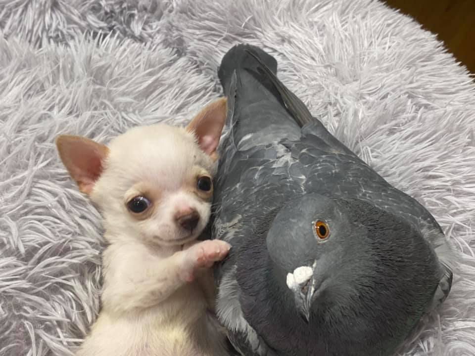 Pigeon and chihuahua puppy become friends