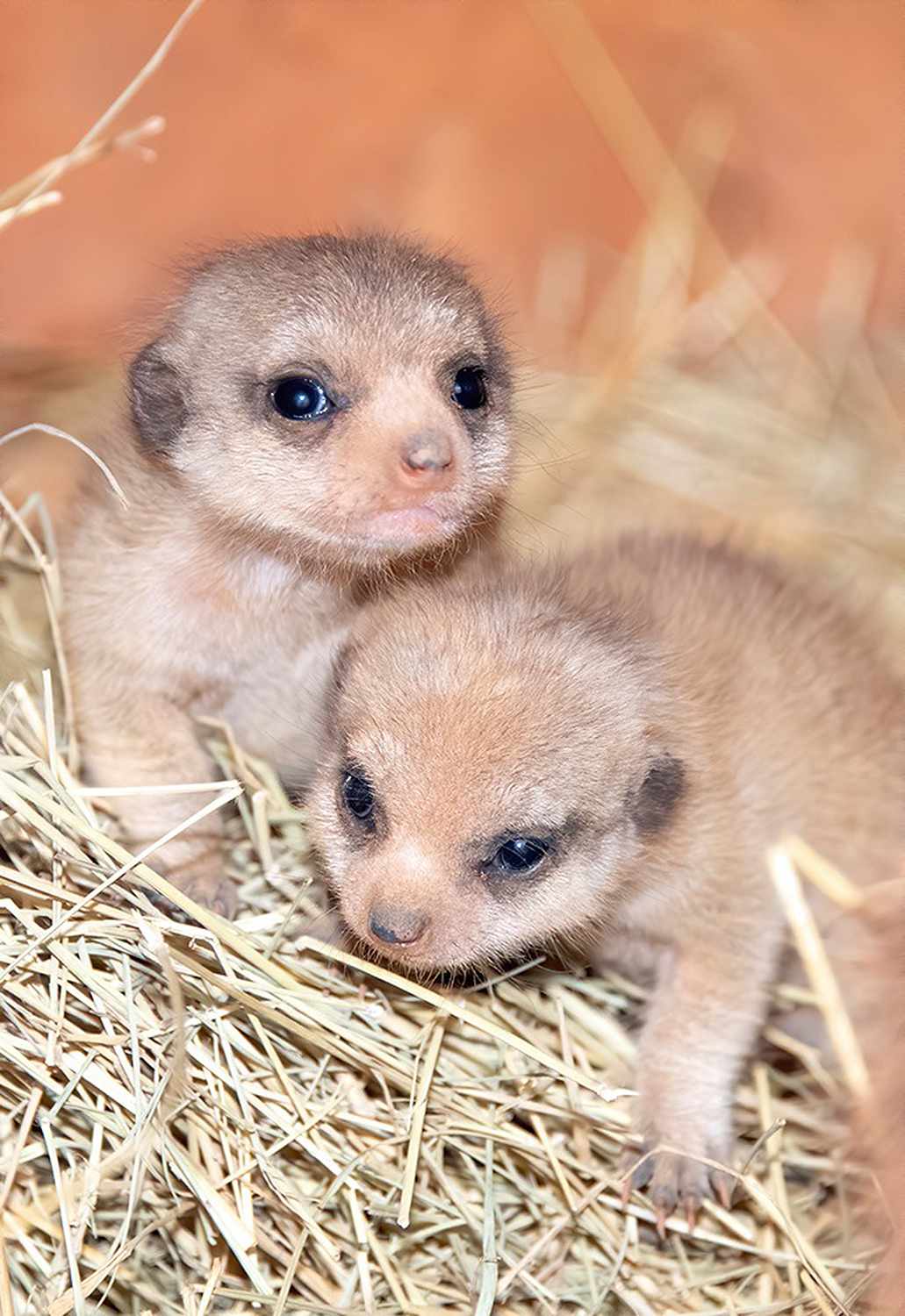 baby meerkats at Zoo Miami