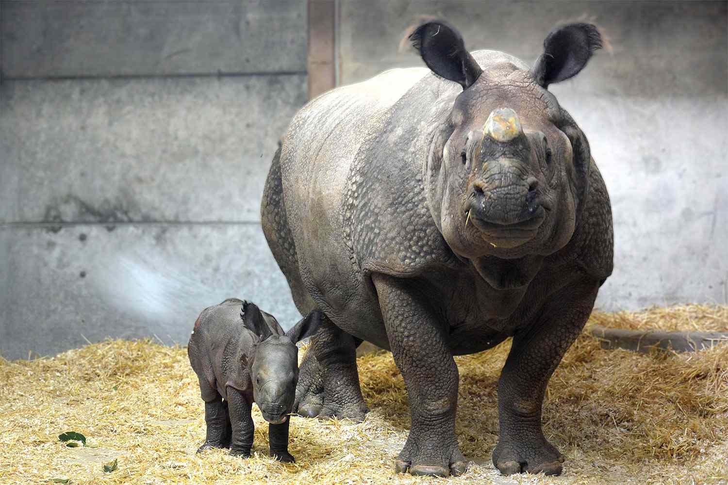 Baby rhino at denver zoo