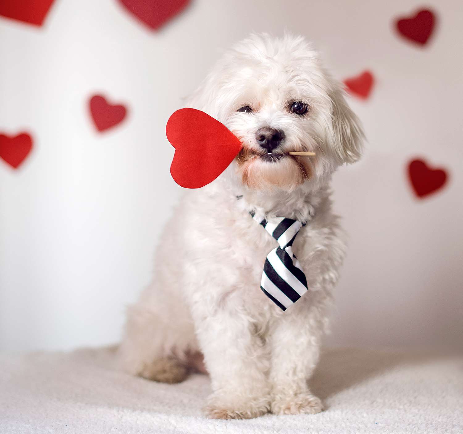 Maltese dog holding red heart
