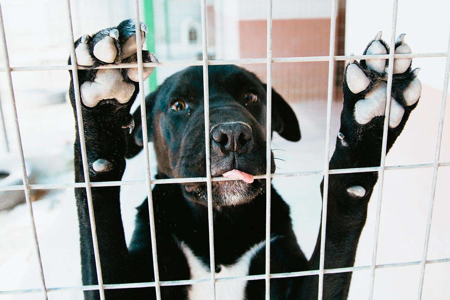Close-Up Of Dog In Cage