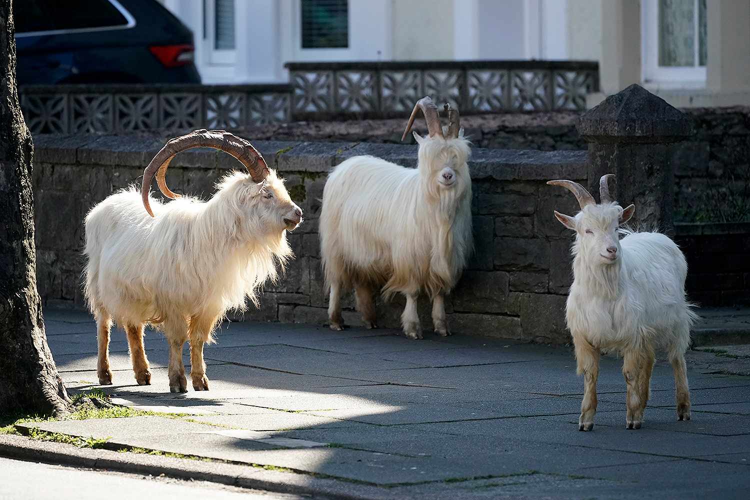 Mountain goats Wales