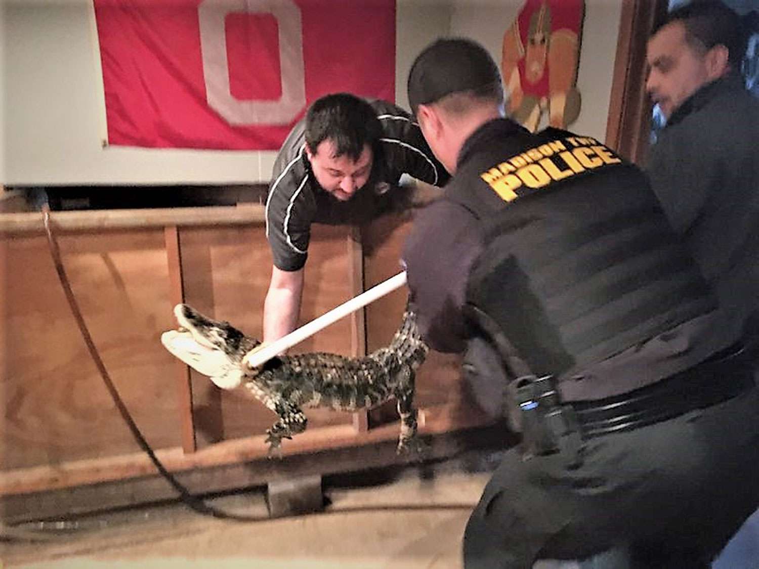 Fully Grown Alligator Found in Ohio Man's Basement