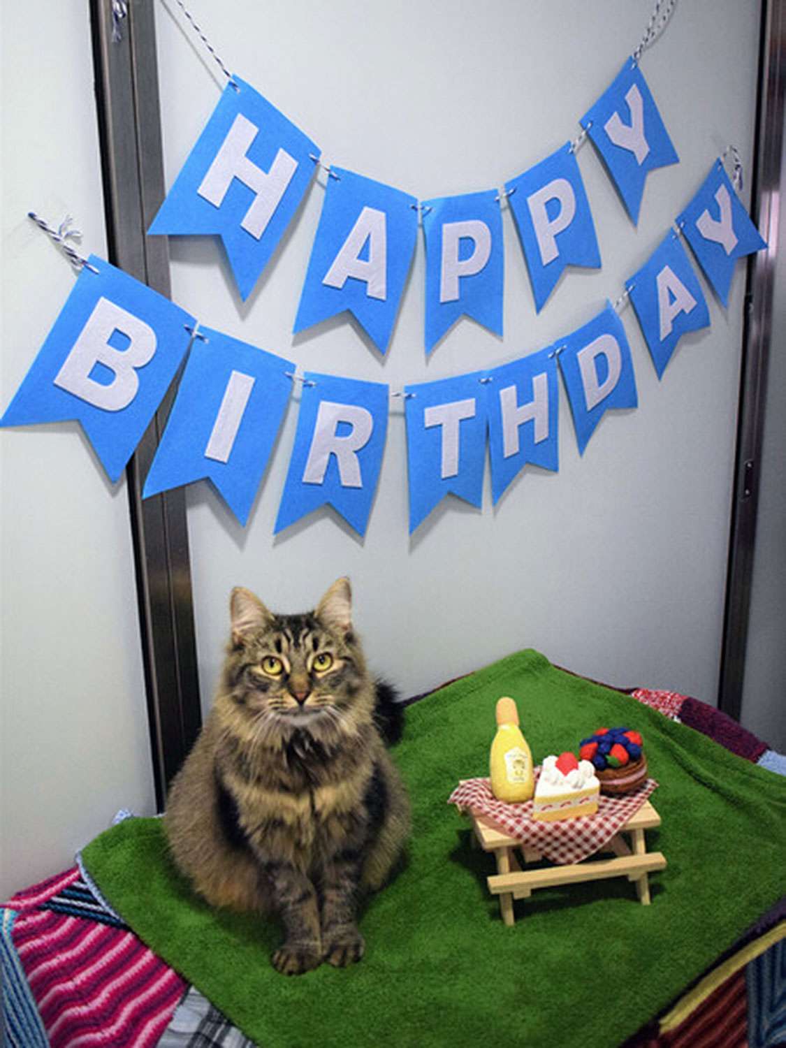 Monique the cat birthday party