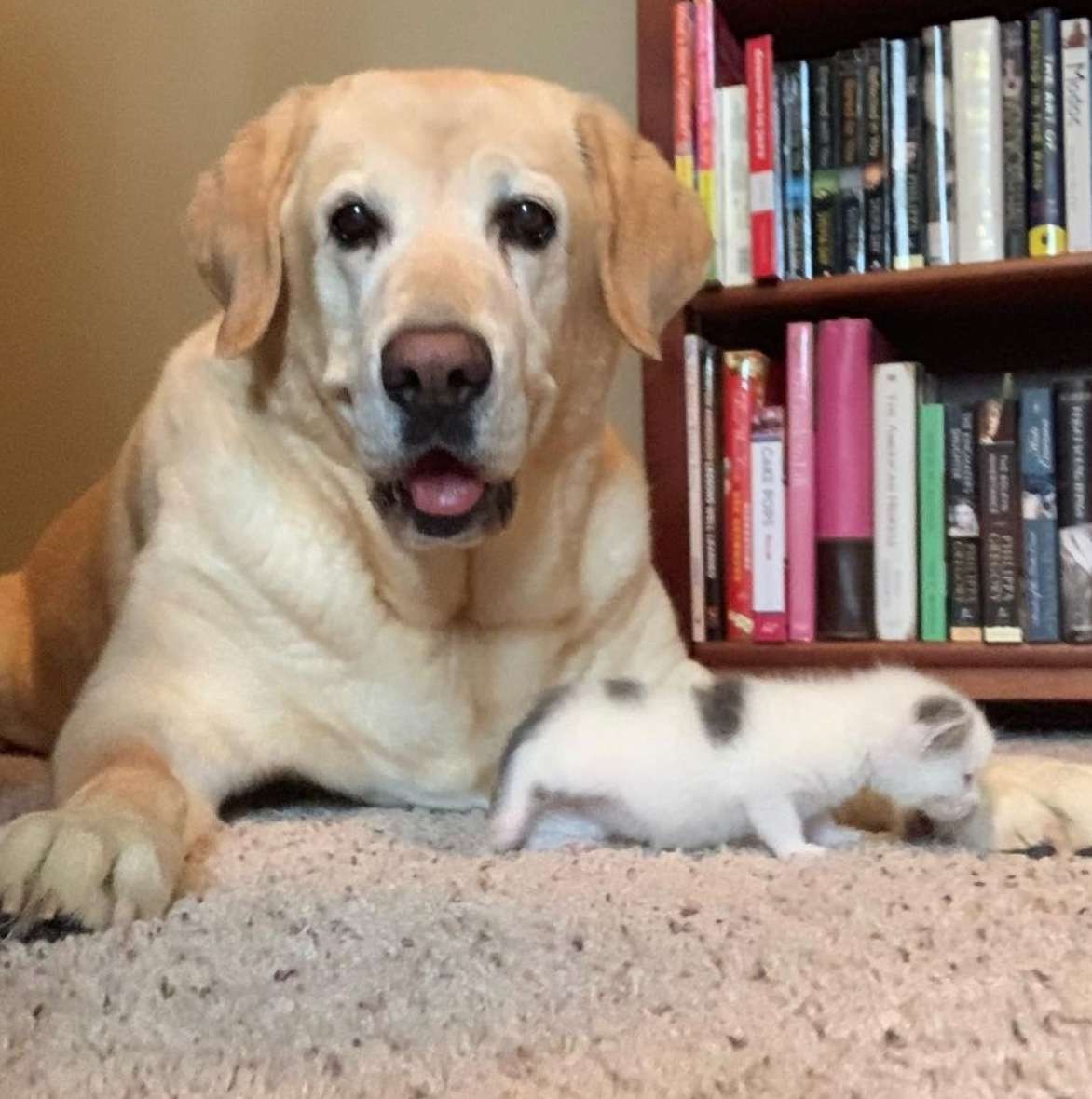 Dog raises kitten