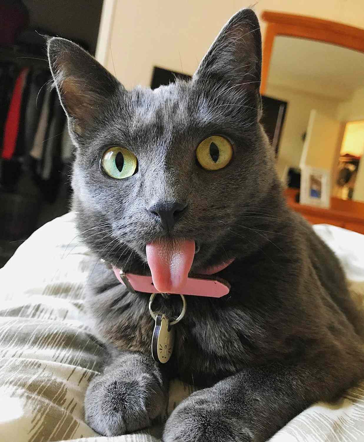 Cat Named Pretty Kitty Is Always Sticking Out Her Perfect Pink Tongue Due t...