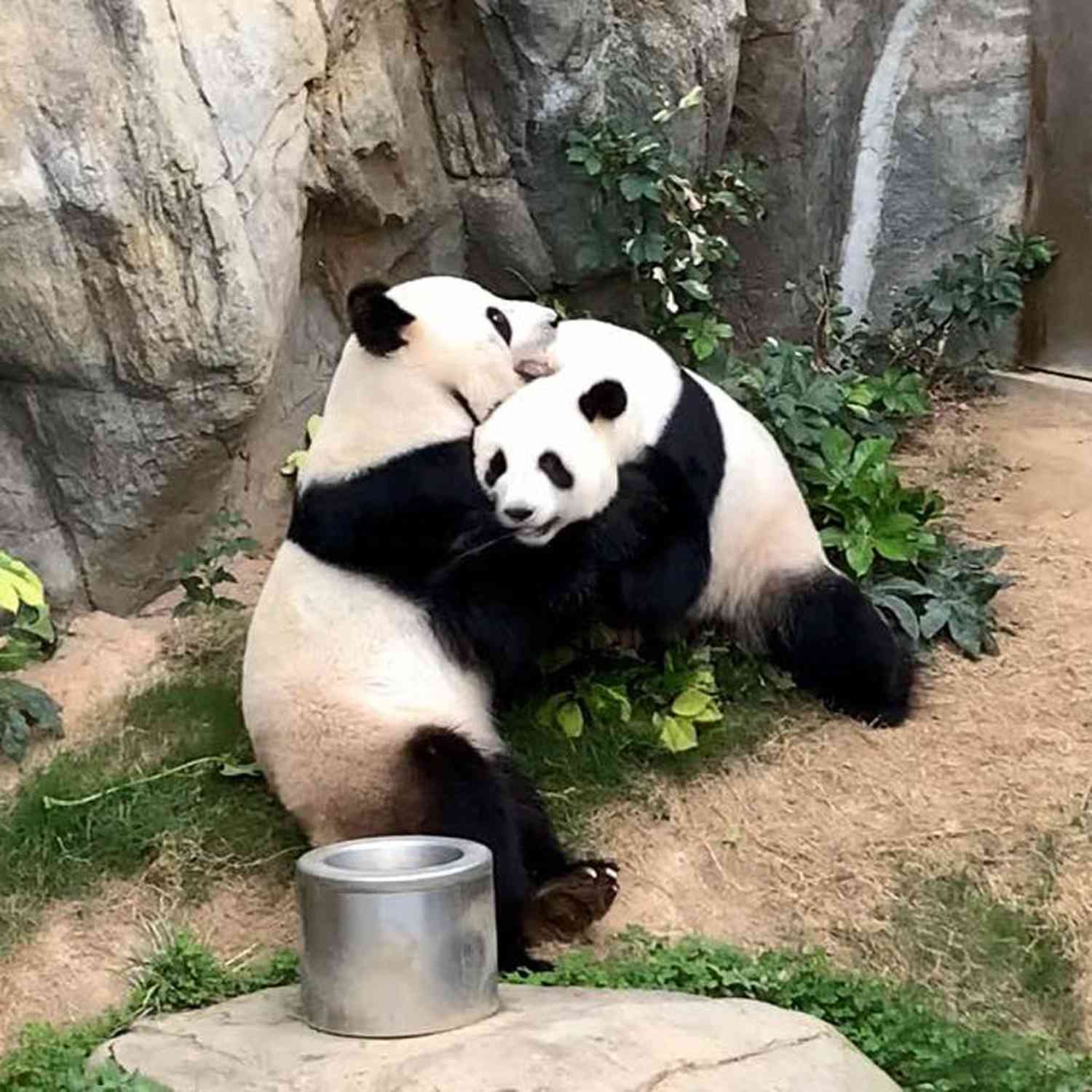 Pandas - After 10 Years of Trying - Finally Mate at Hong Kong Zoo