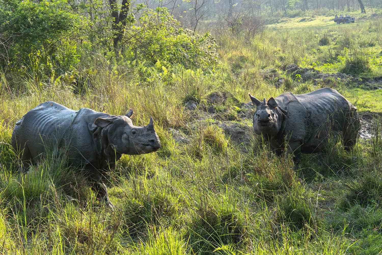 Nepal's Endangered Rhino Population Experiences Major Growth