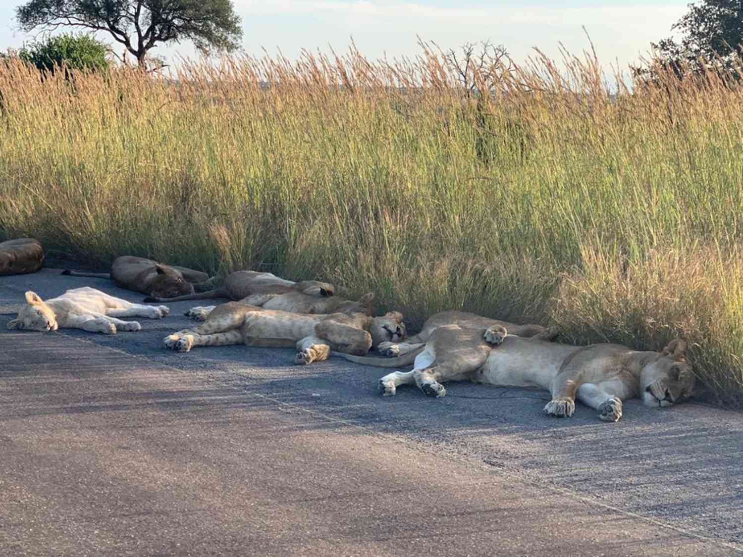 Lions Are Enjoying More Naps on the Roads of South Africa's Kruger National Park