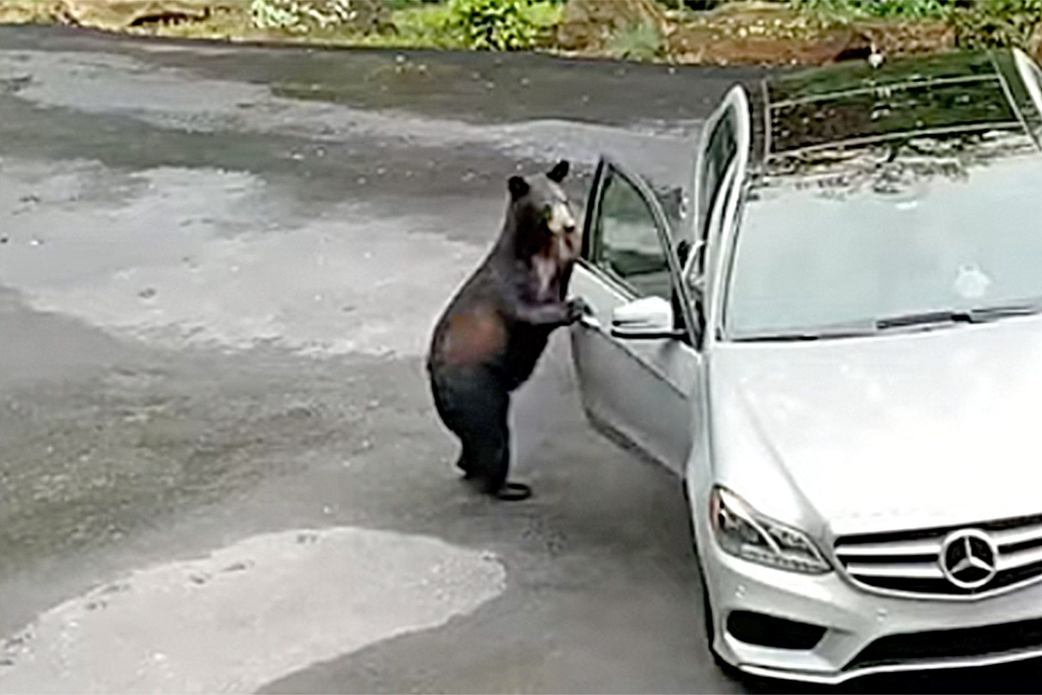 Bear Attempts to Break Into Mercedes, Gets Scared Off by Owners ...