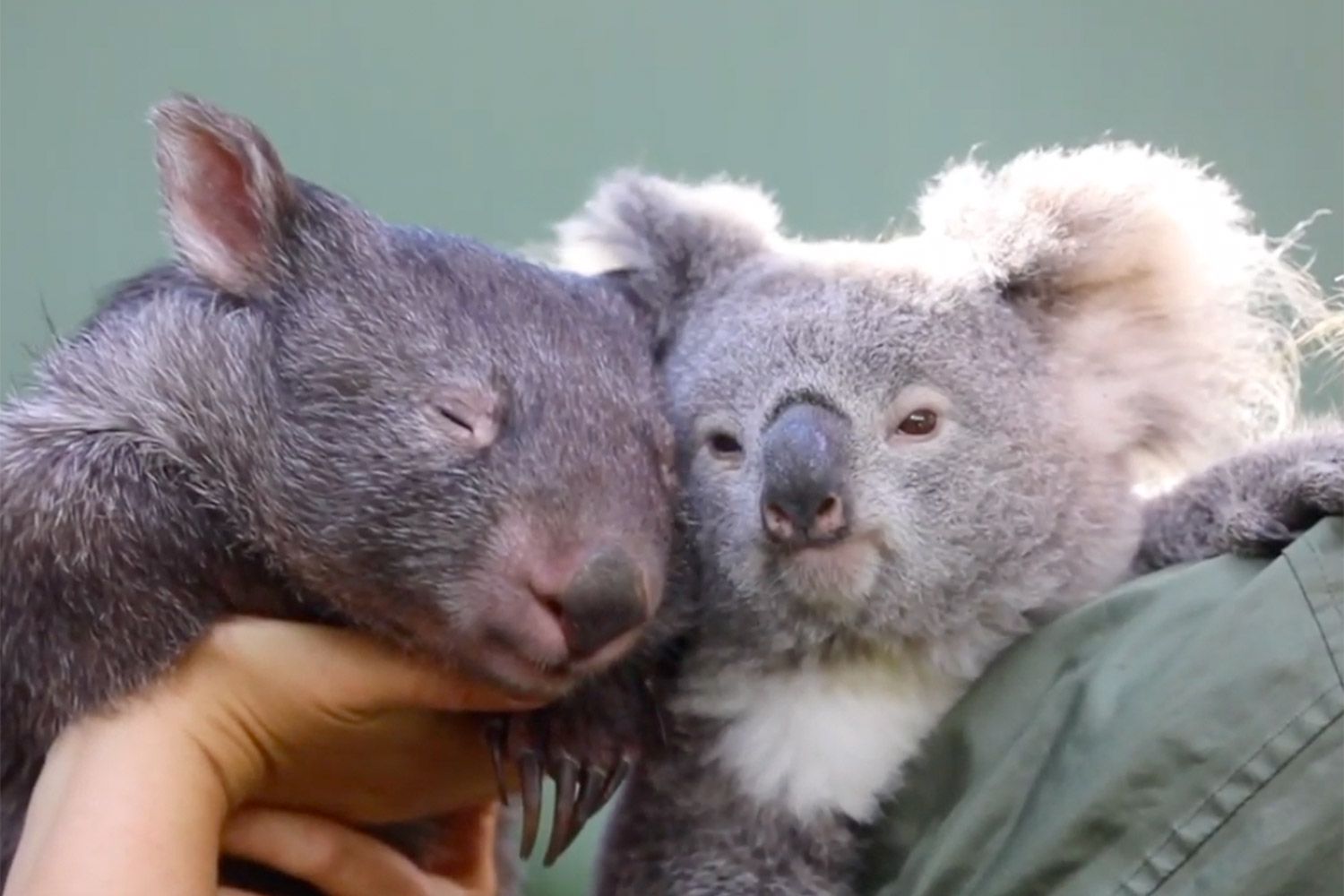 Hope the wombat and Elsa the koala
