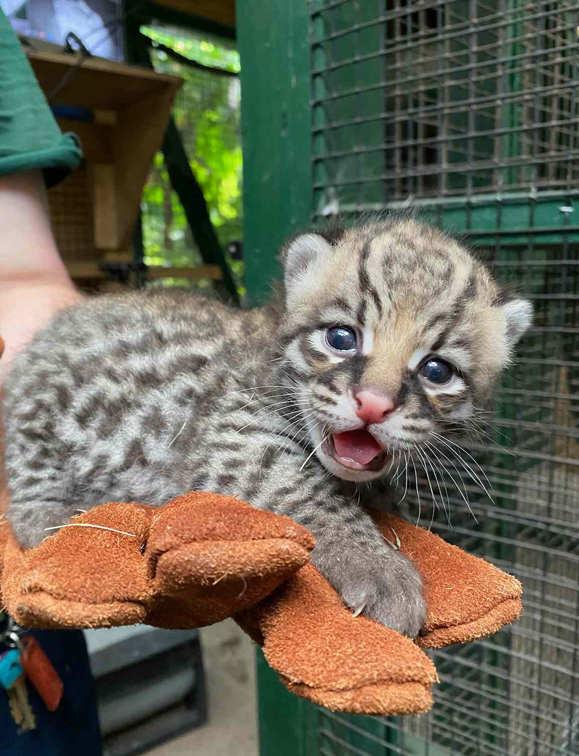 Rare Ocelot Kitten Born at Audubon Zoo