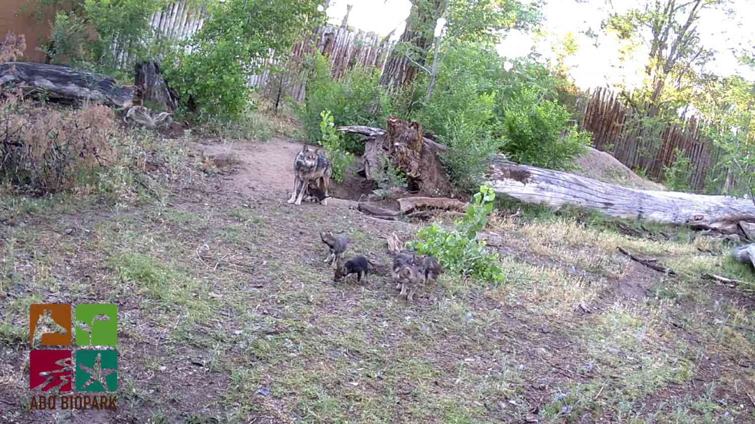 Seven wolf pups at the ABQ Biopark Zoo