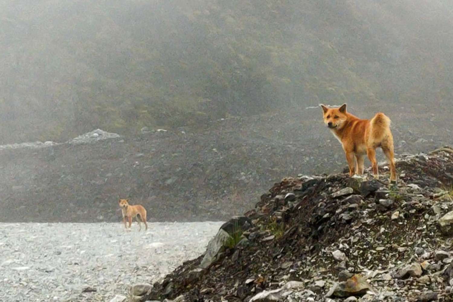 A rare singing dog that was thought to be extinct in wild for 50 years and how it has been found