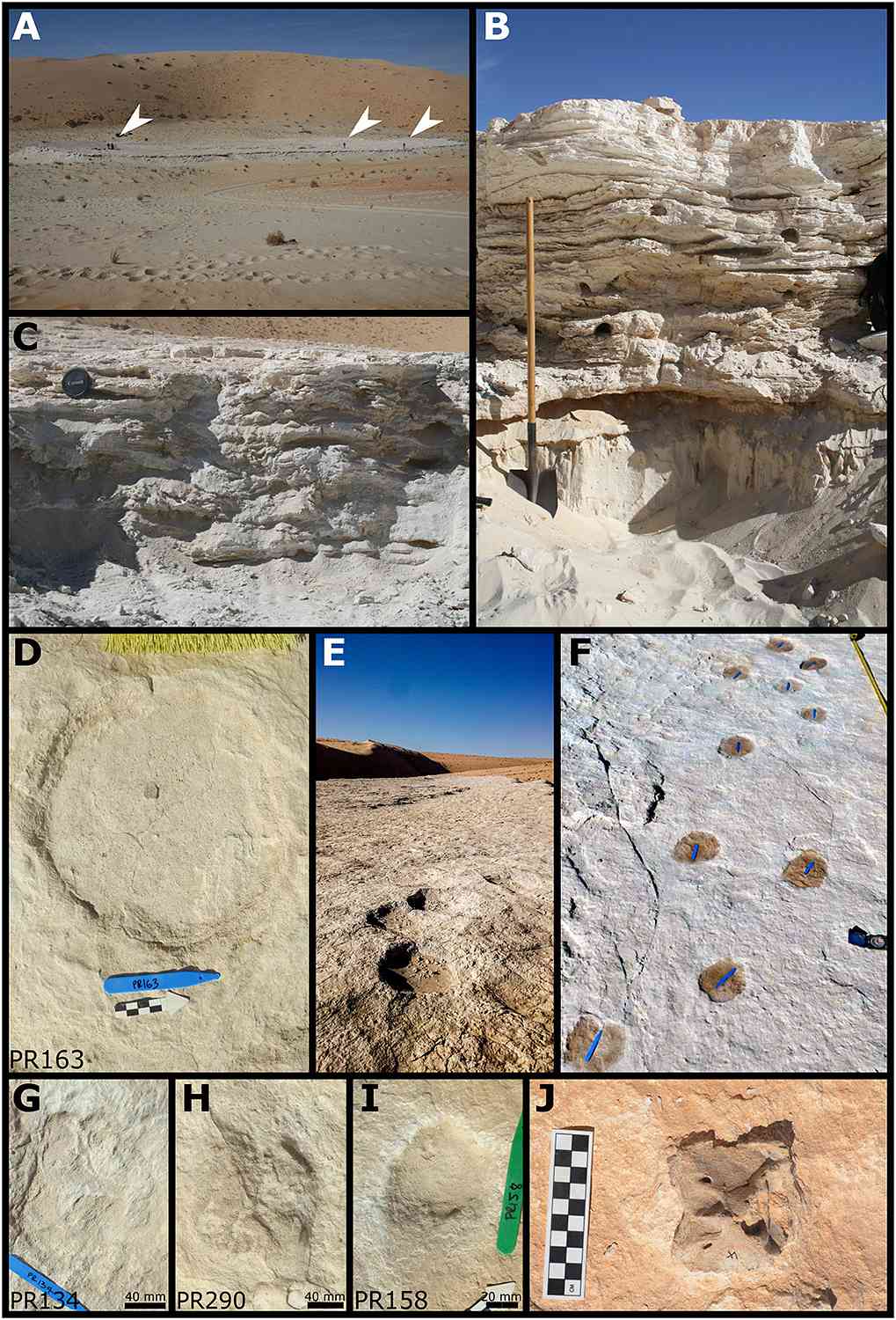 Ancient footprints found