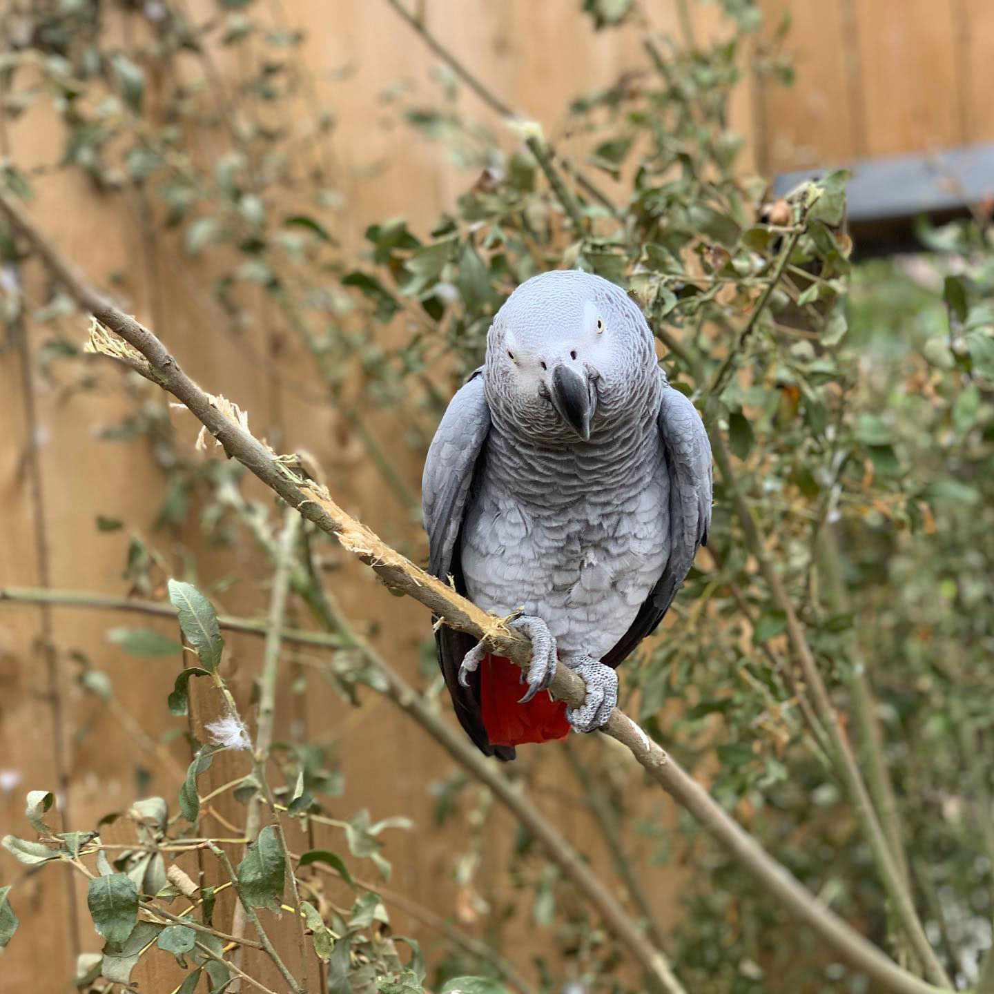 Gray parrots separated at zoo after swearing a blue streak