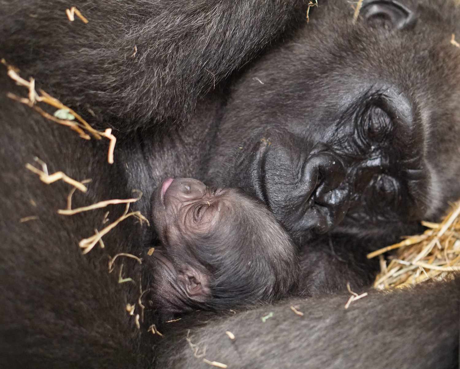 baby gorilla born via c-section