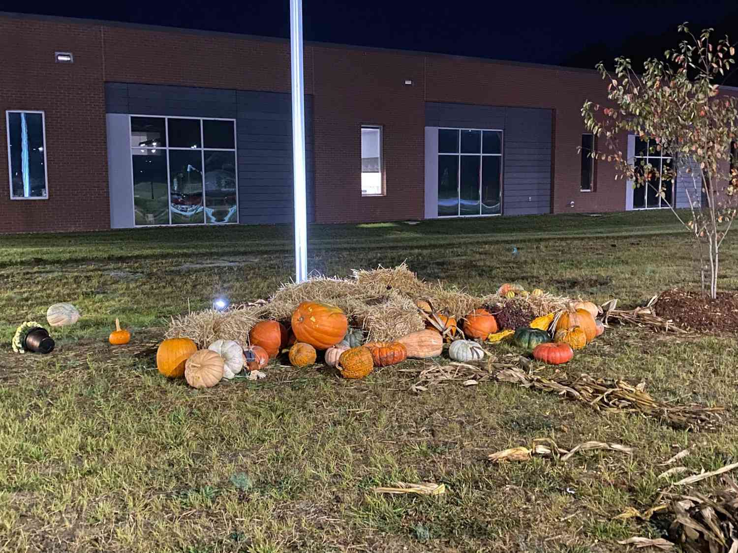 cows vandalize pumpkin patch