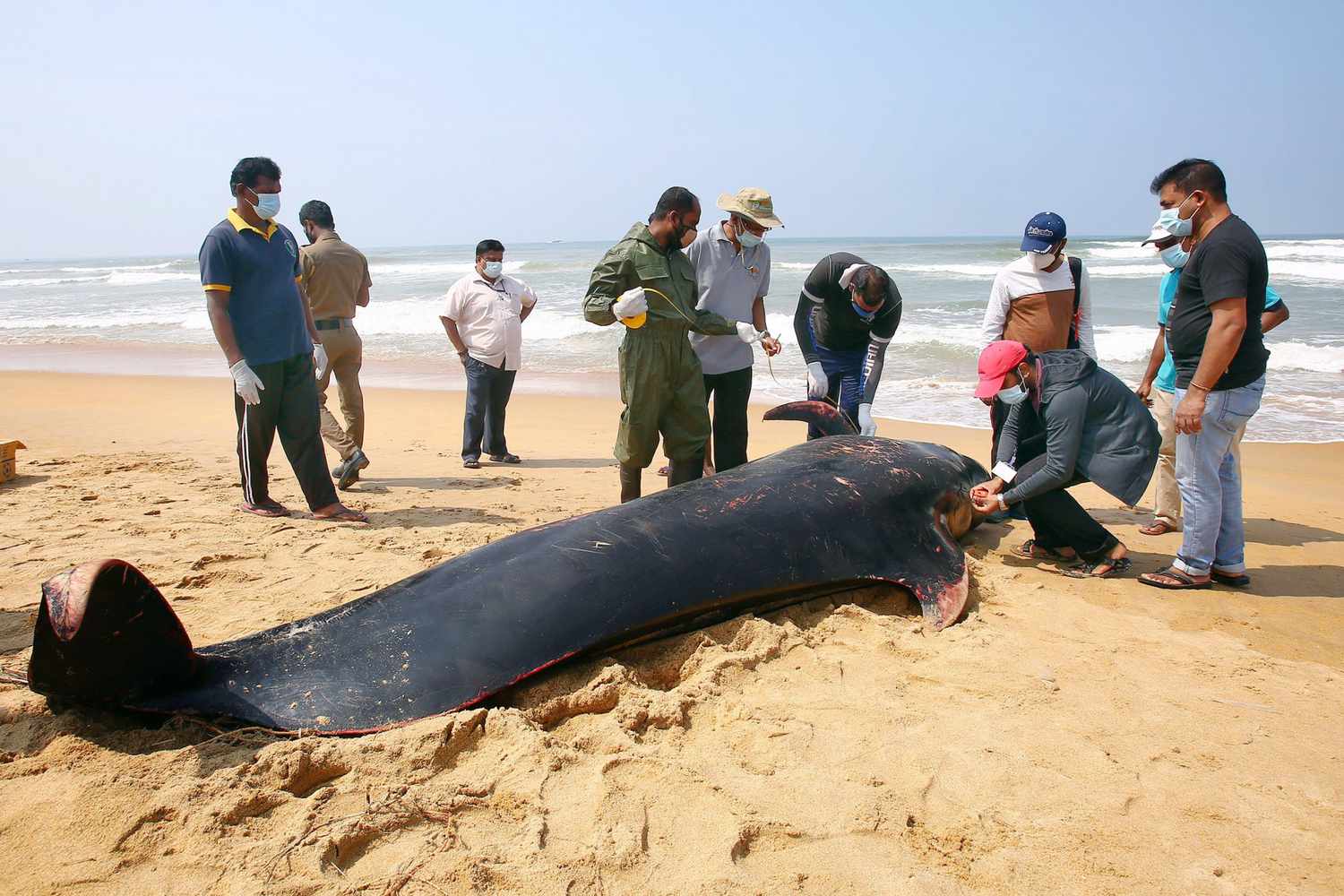 Sri Lanka Panadura Stranded Whales