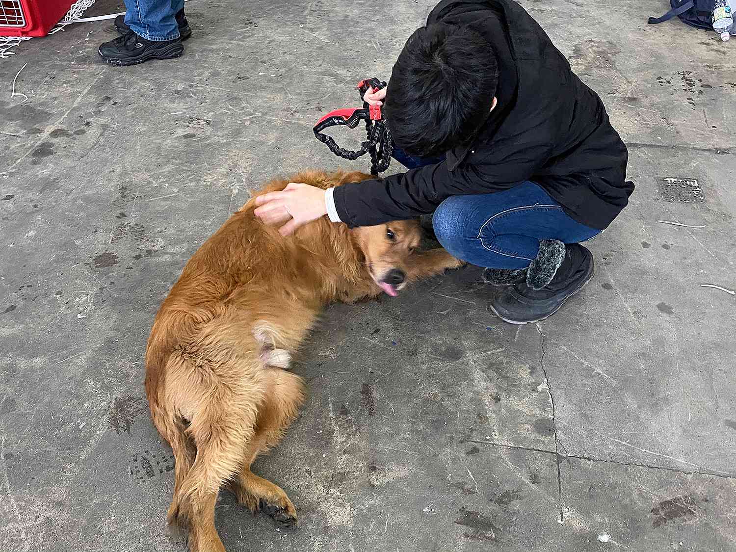 Dog Rescue from China Lands at JFK