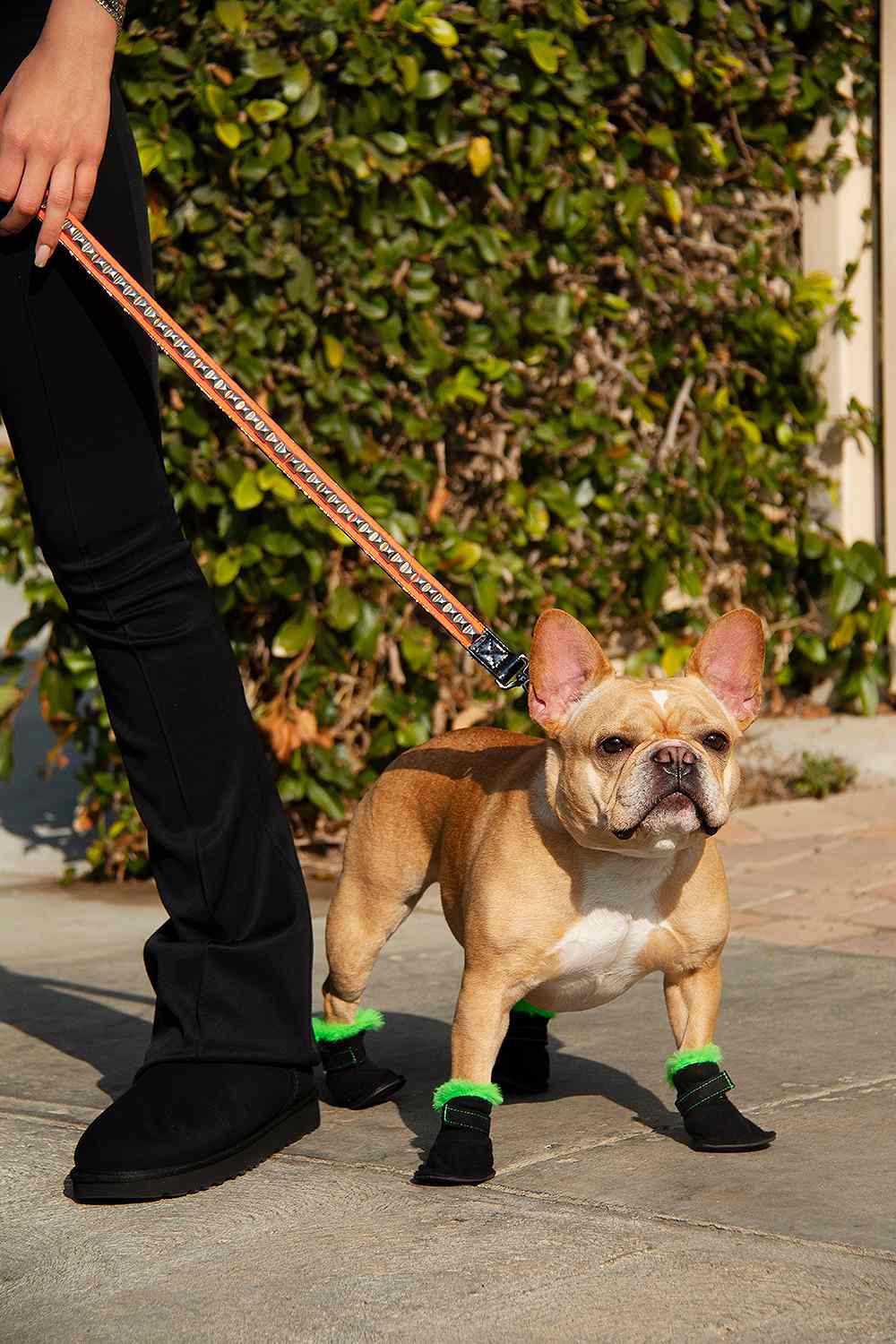 Uggs for dogs