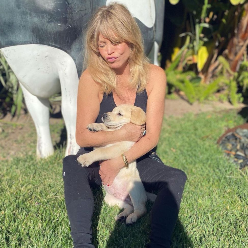 Goldie Hawn's Dog Roy