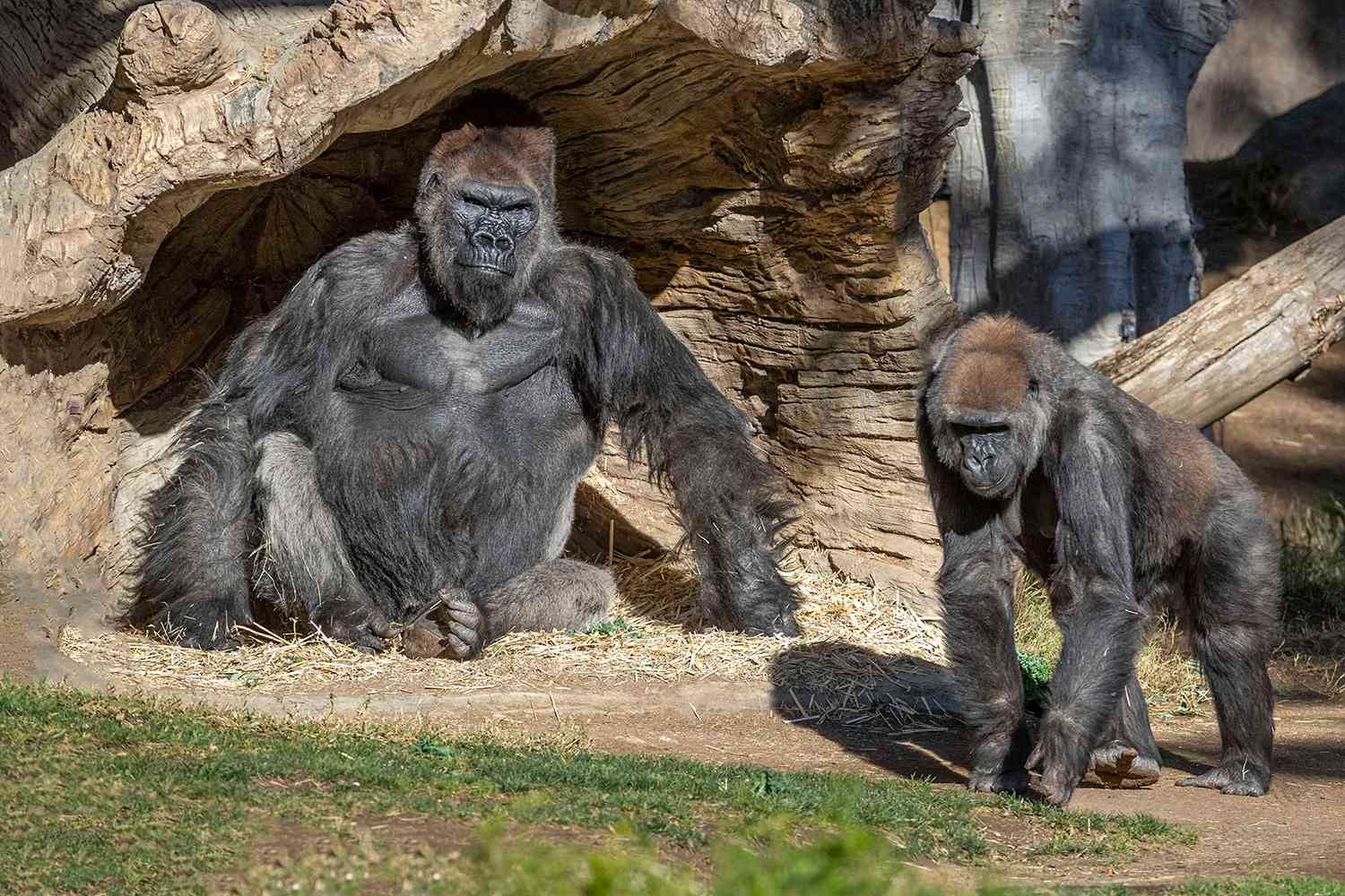 Gorilla Troop at the San Diego Zoo Safari Park Test Positive for COVID-19