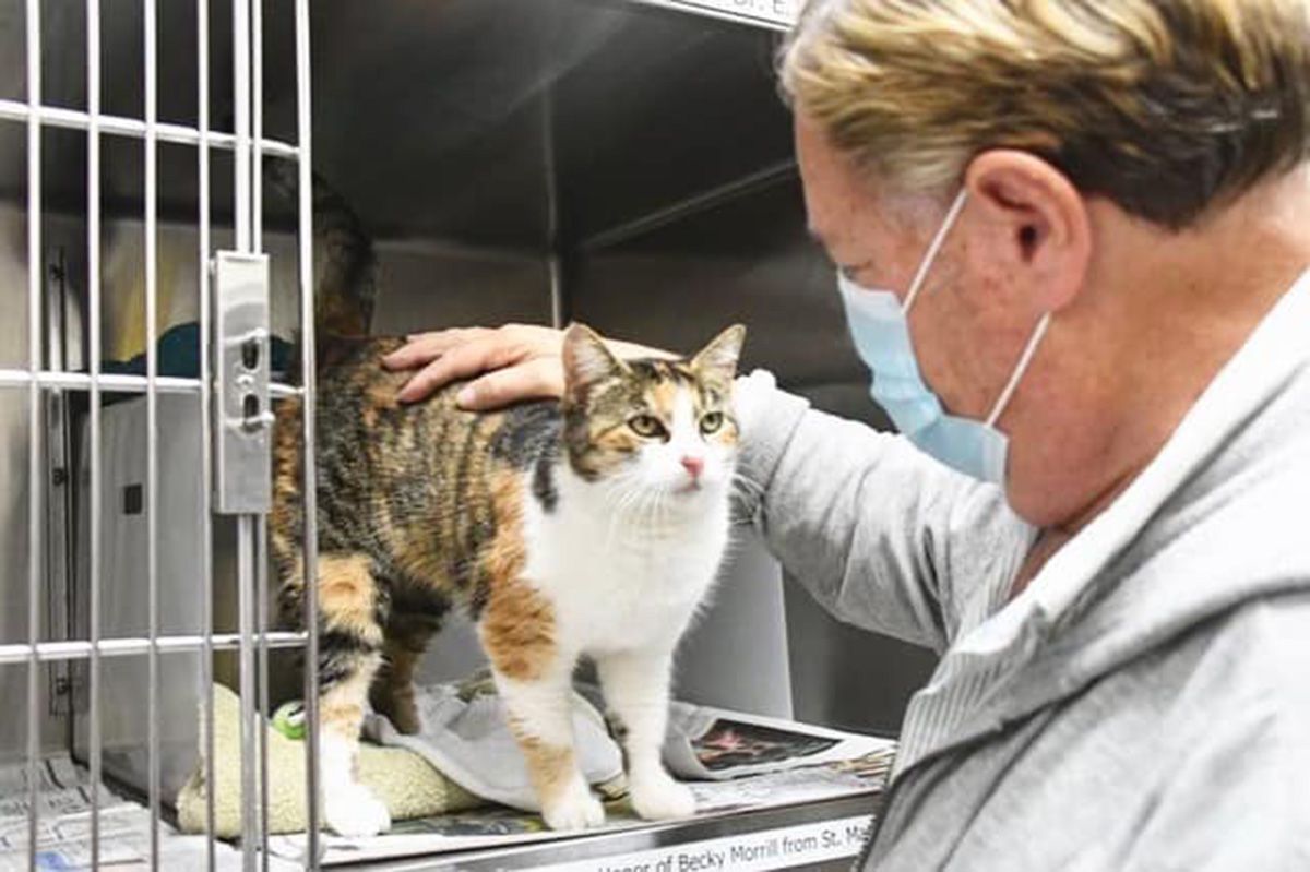 Patches the cat turns up after being missing for 3 years