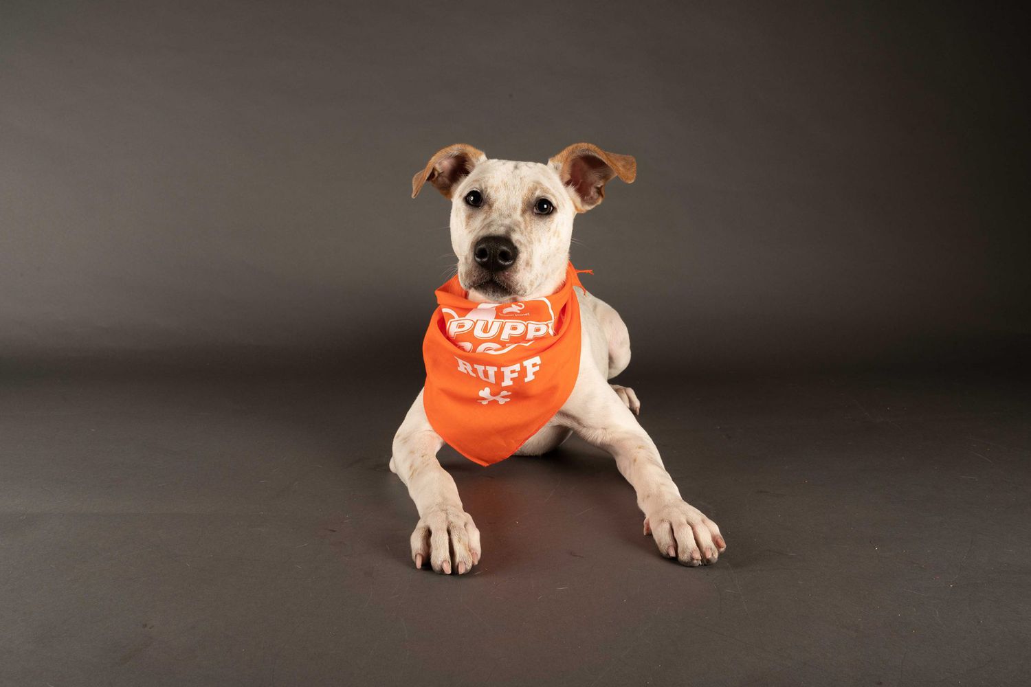 Special Needs Dogs Puppy Bowl