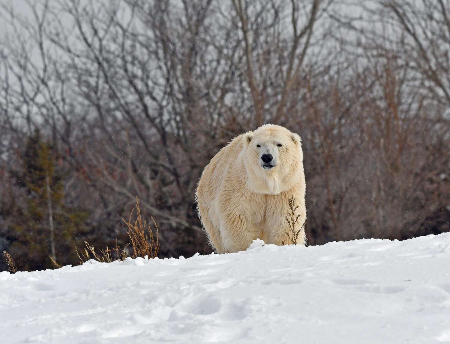 anna the polar bear