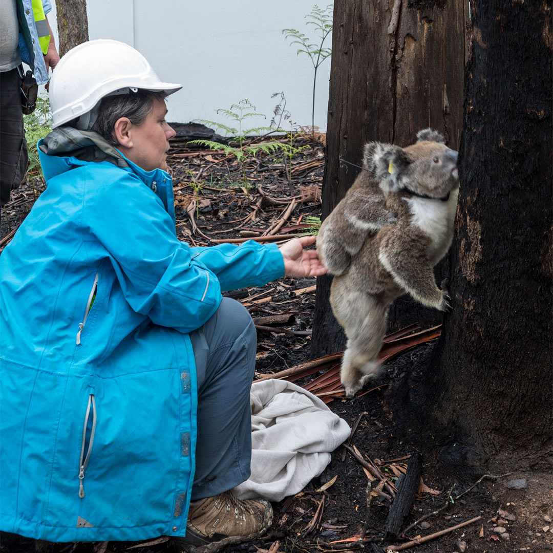 koala release