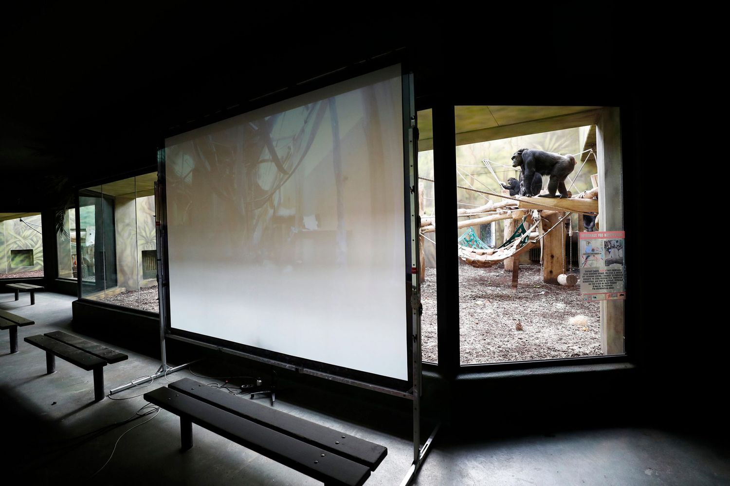 Chimpanzees watch a screen set at the enclosure at the Safari Park in Dvur Kralove, Czech Republic