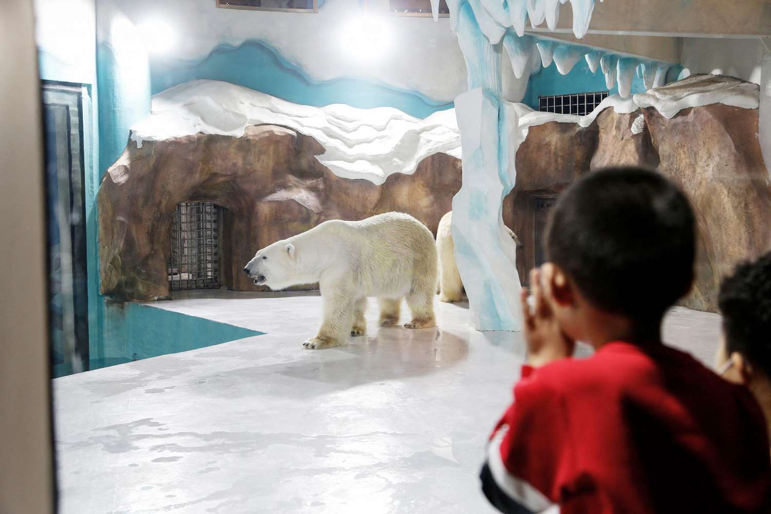 People look at a polar bear inside an enclosure at a newly-opened hotel, which allows guests views of the animals - listed as a vulnerable species by the International Union for Conservation of Nature (IUCN) - from rooms on the premises in Harbin, northeastern China's Heilongjiang province, on March 12, 2021