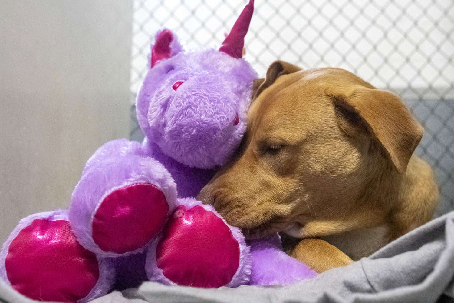 Stray Dog Gets Unicorn Plush He Kept Trying to Steal