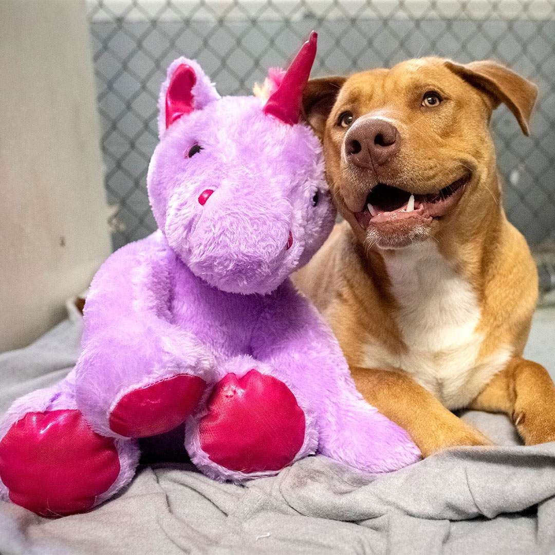 Stray Dog Gets Unicorn Plush He Kept Trying to Steal