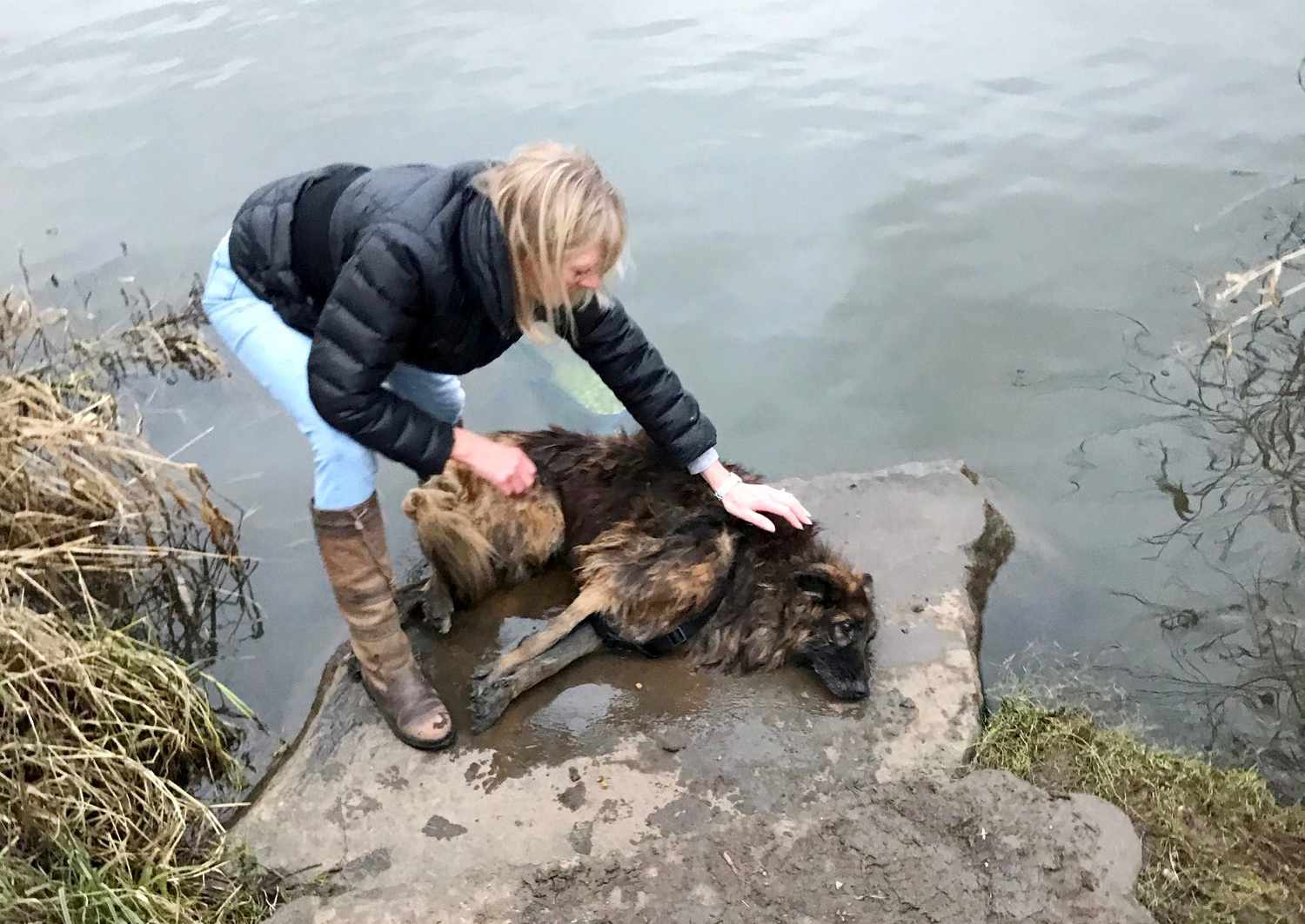 Dog dumped in river rescued and adopted