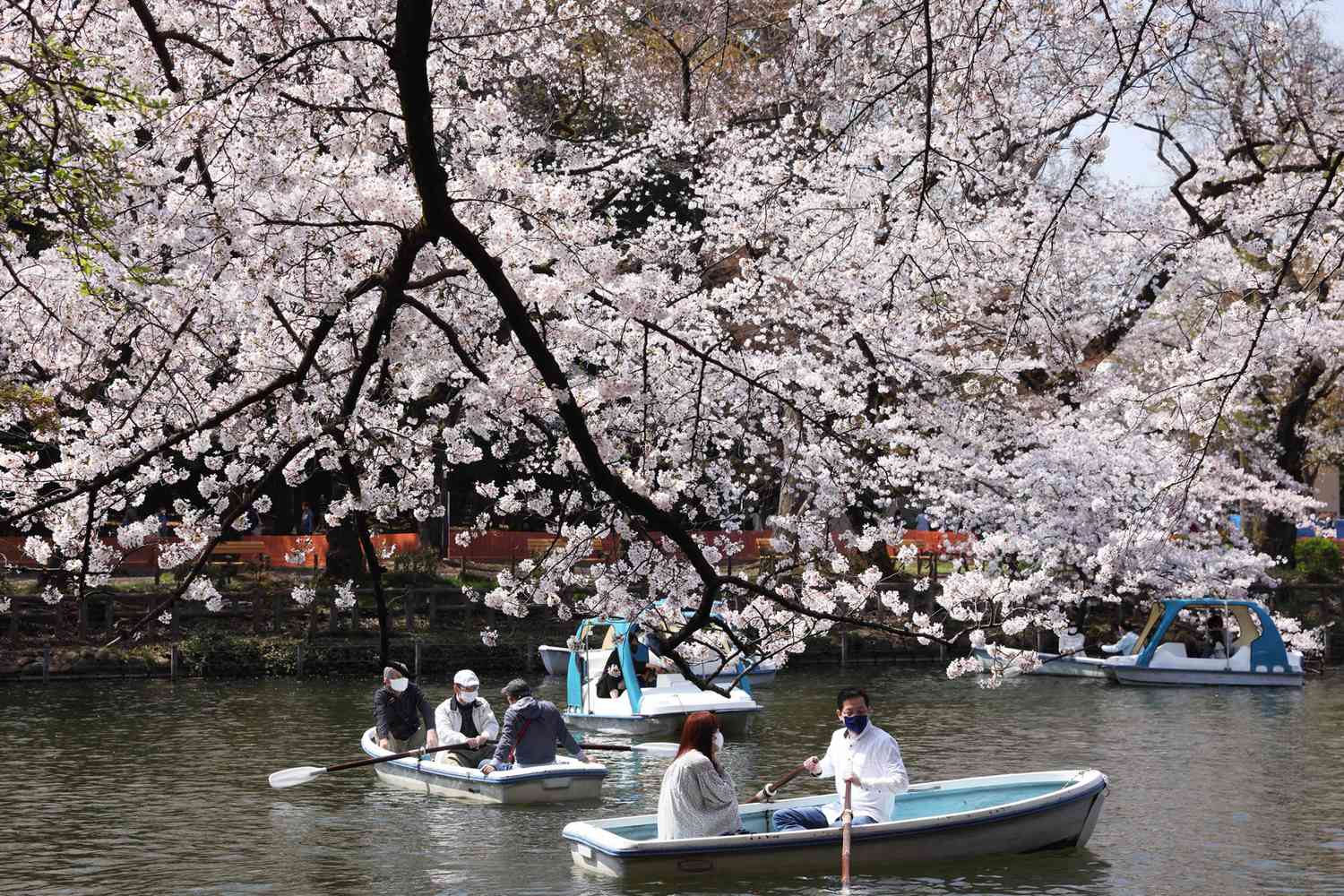 Visitors of Inokashira Park enjoy boating during Cherry blossom