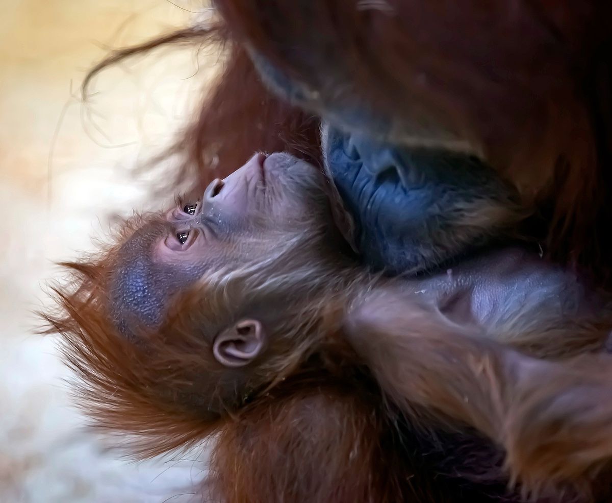 baby Sumatran orangutan