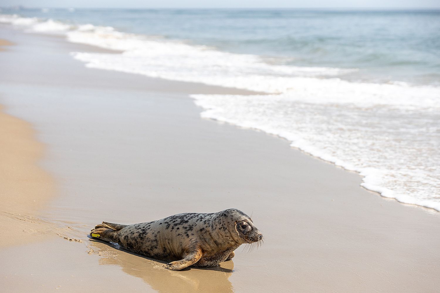 Rehabbed seal Eloise released