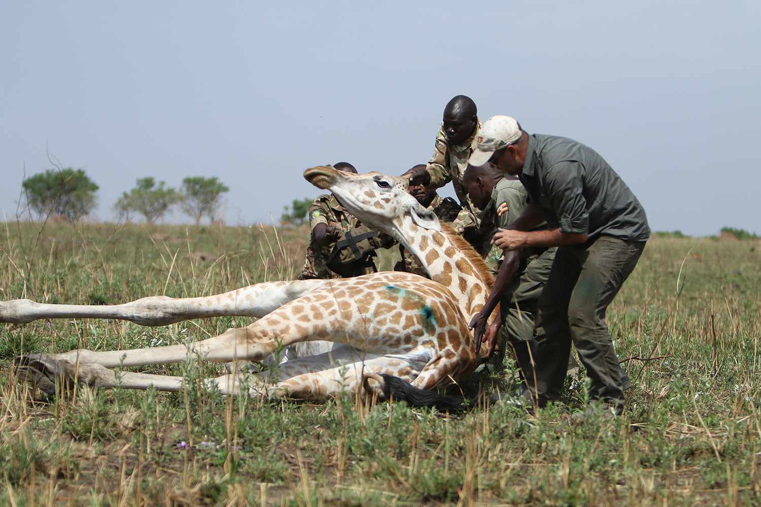 giraffes endangered show
