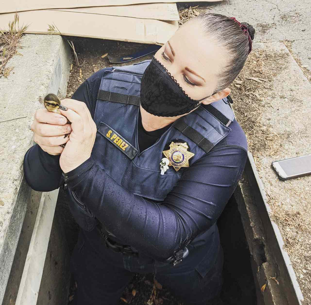 Animal control officer helps ducklings out of drain