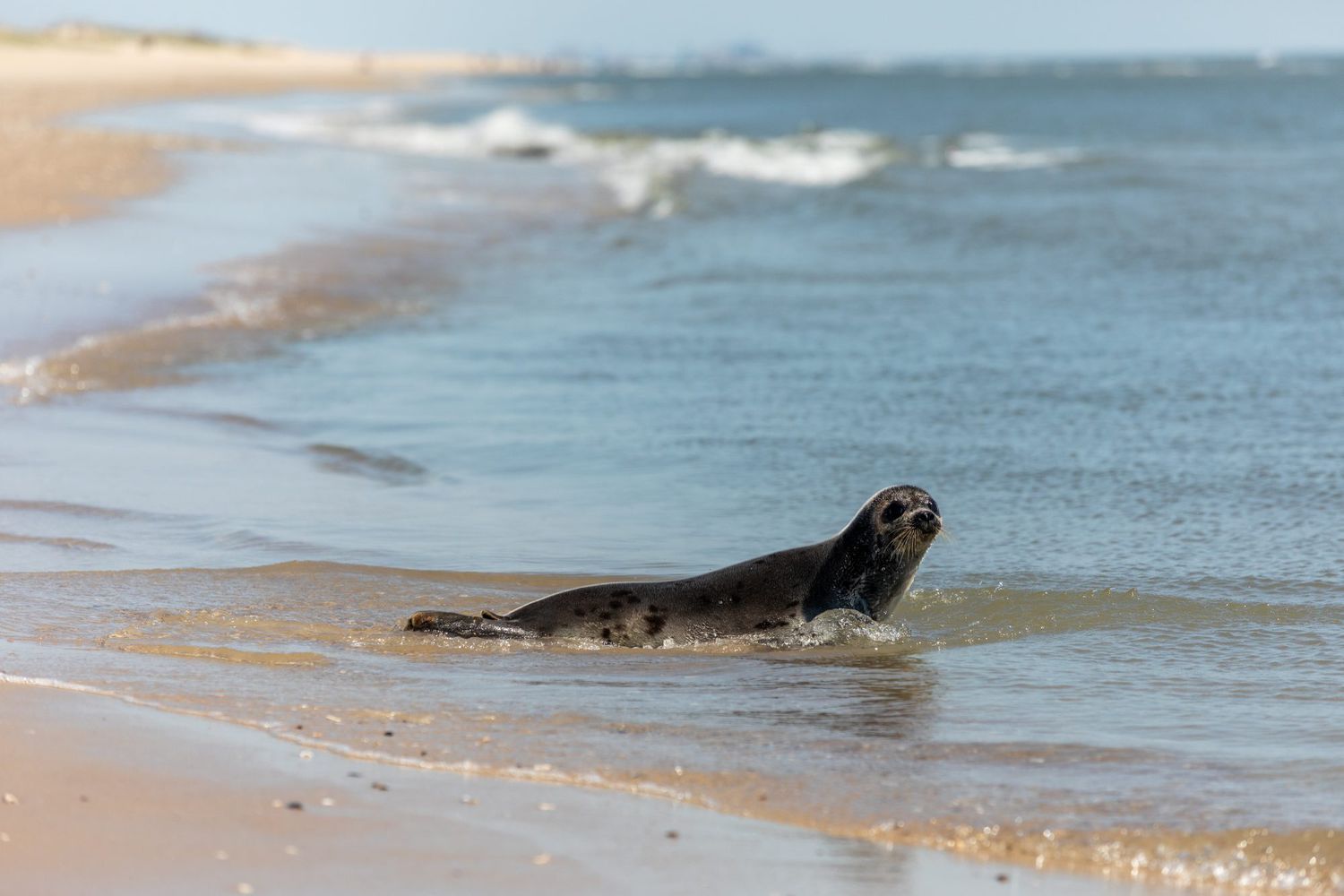 Rescue Seal Named Stuart Little Returns to Natural Habitat After Rehab Stay in Baltimore
