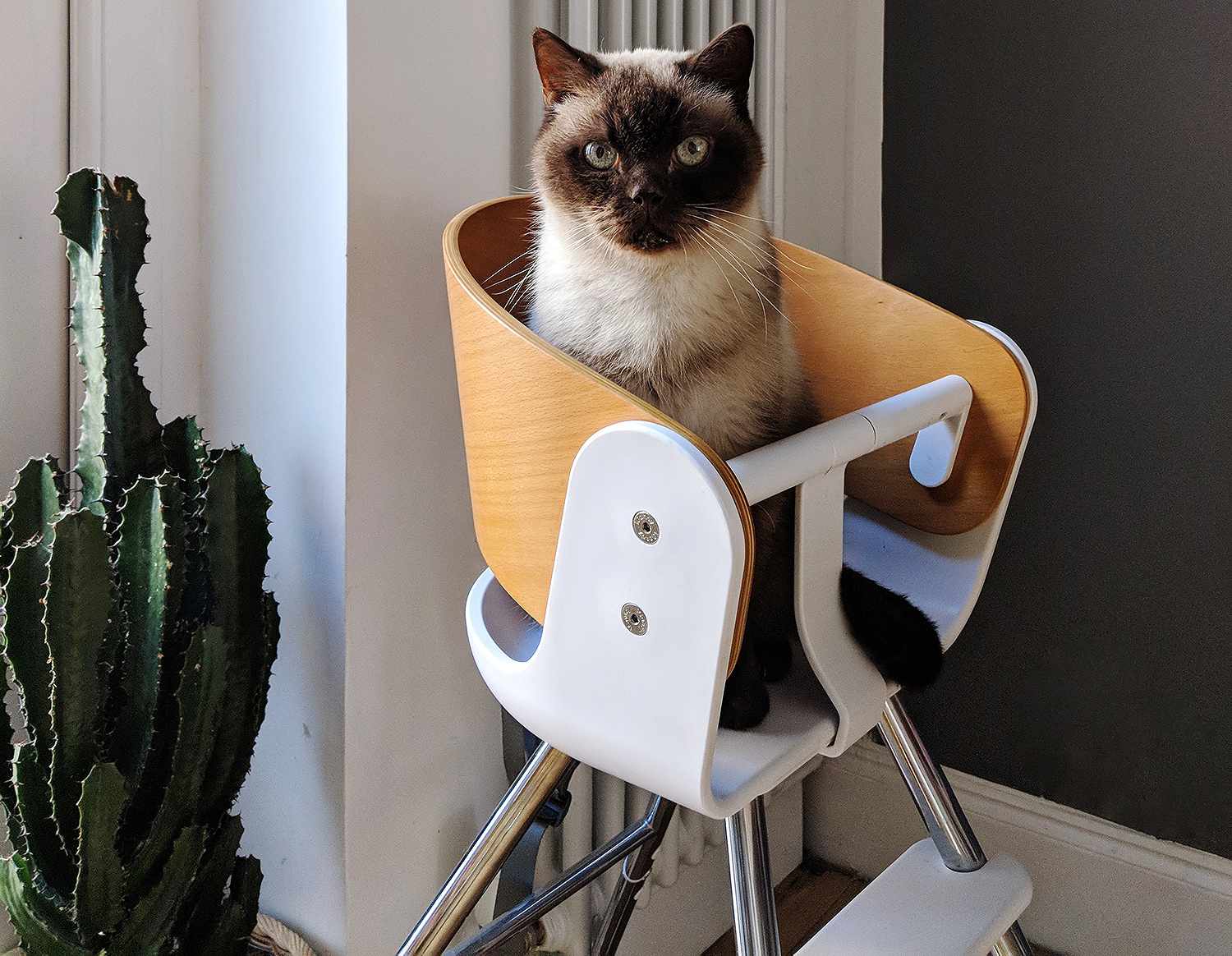 cat in highchair