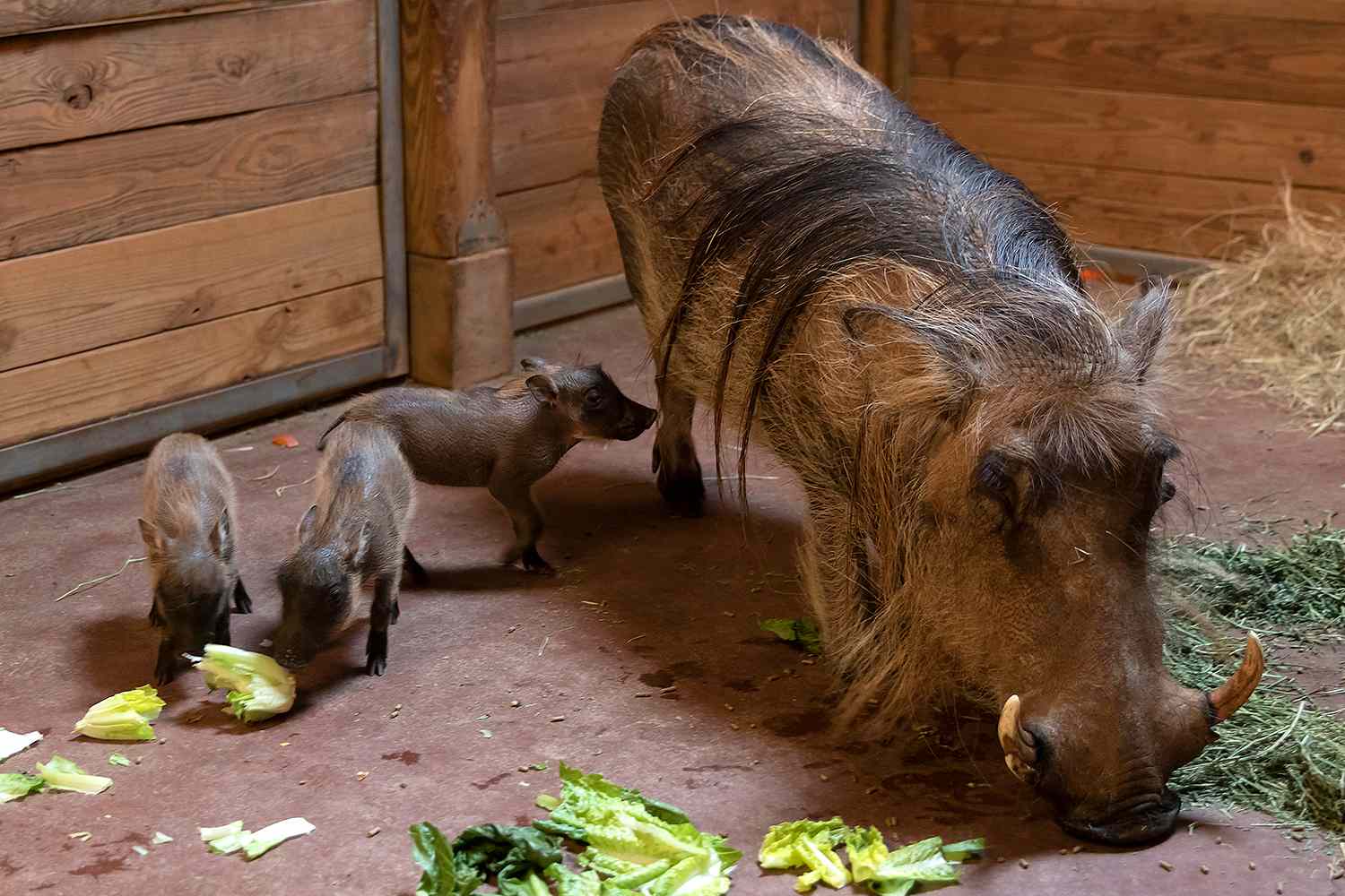 warthog babies