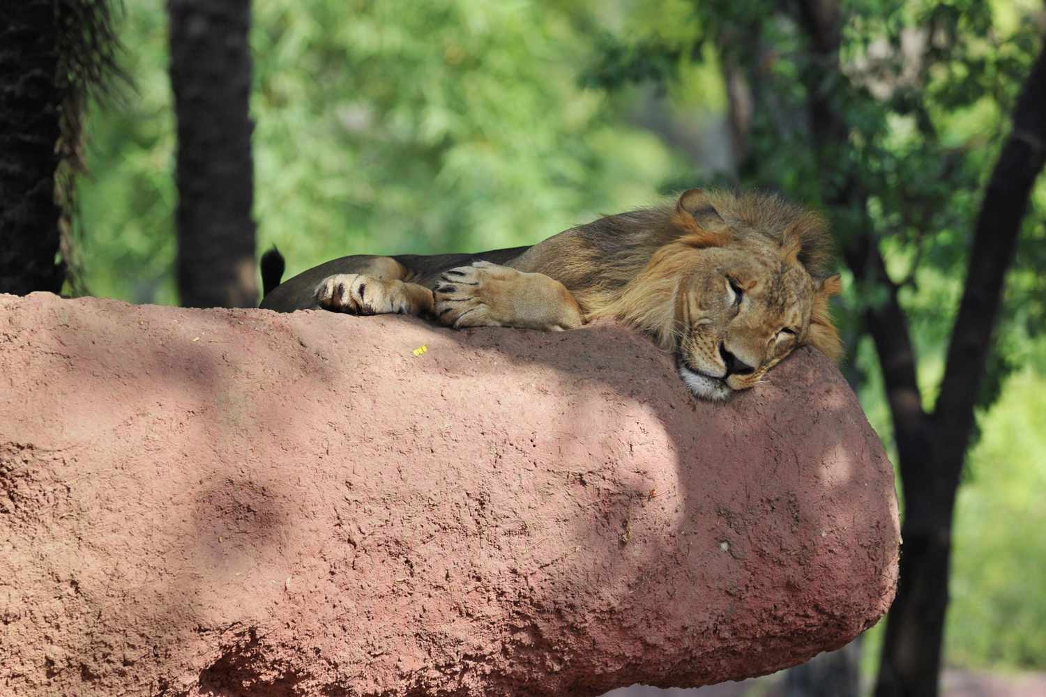 An Asiatic lion rests in the shade at Nehru Zoological Park in the Indian city of Hyderabad