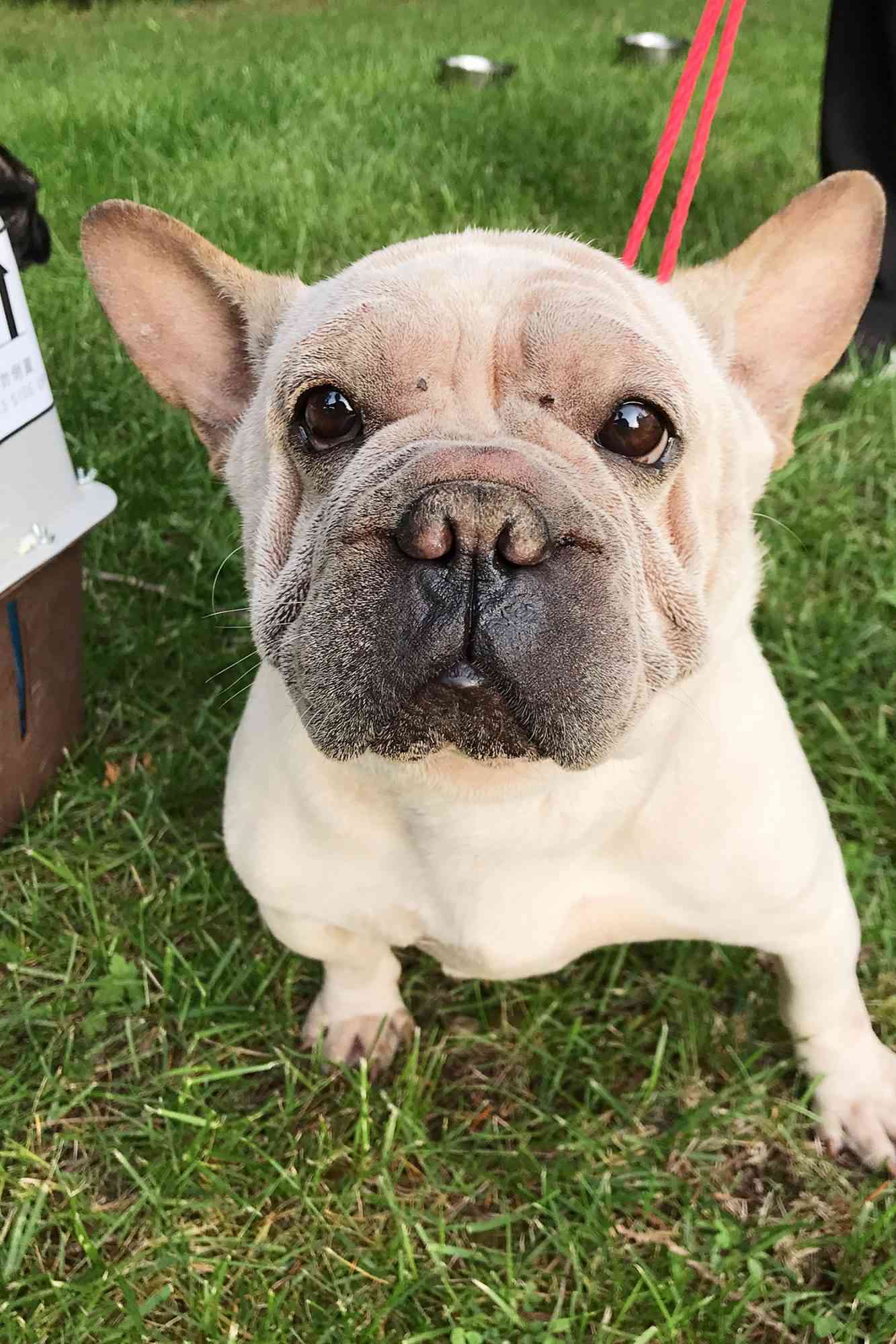 French Bulldogs being saved from the meat markets in Asia