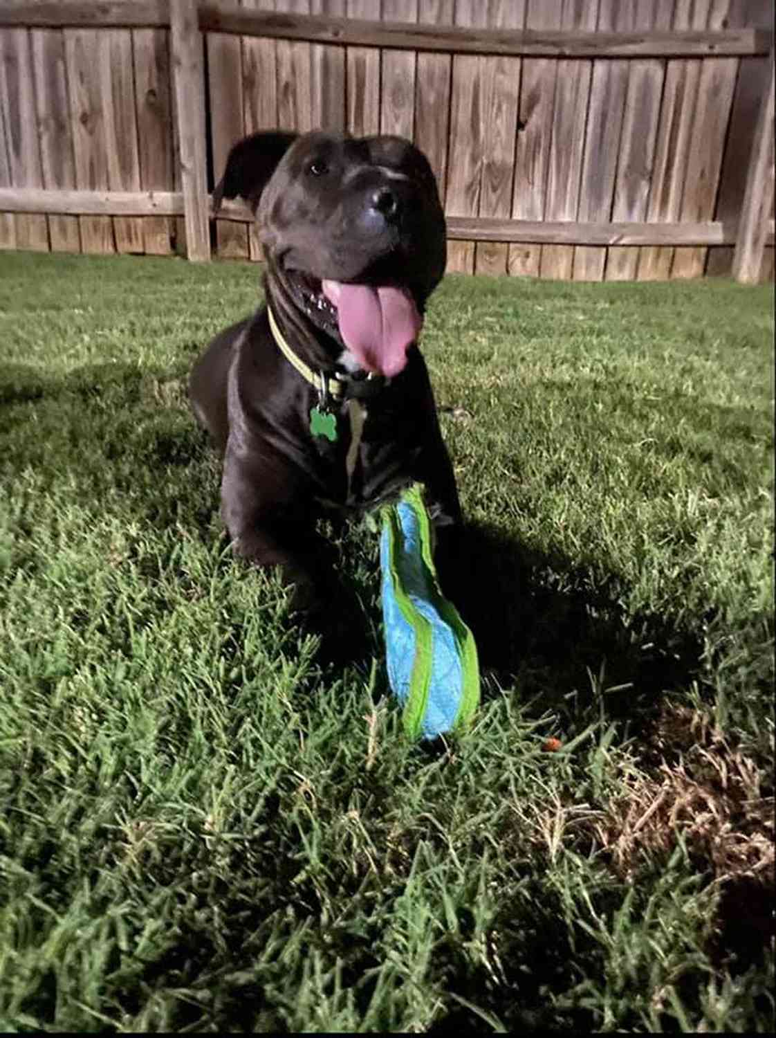 Pit Bull Mix Finally Finds Forever Home
